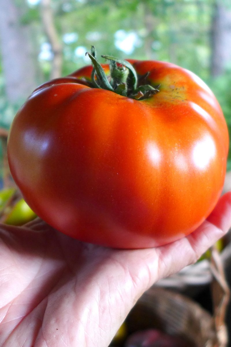 'Red Brandywine' Tomato