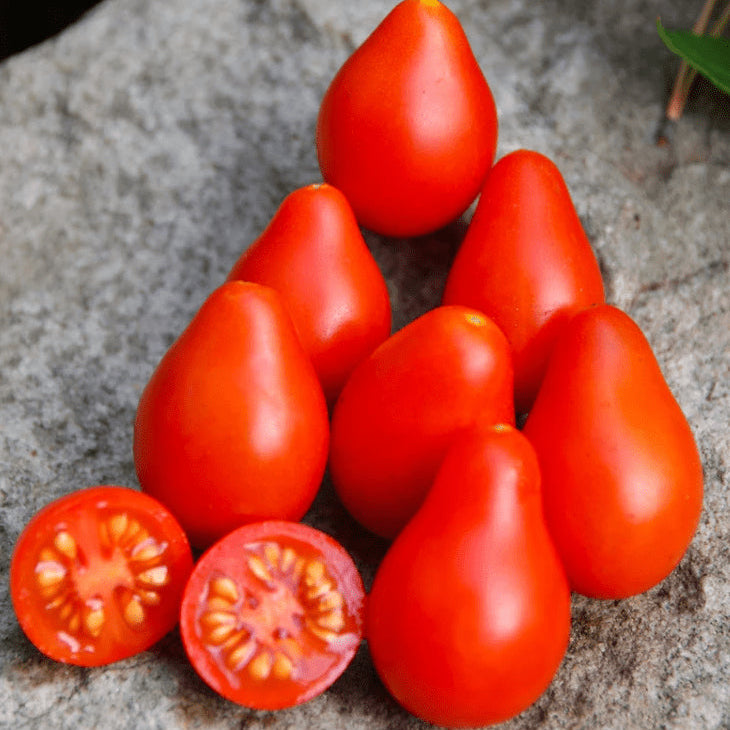 Organic 'Red Fig' Tomato