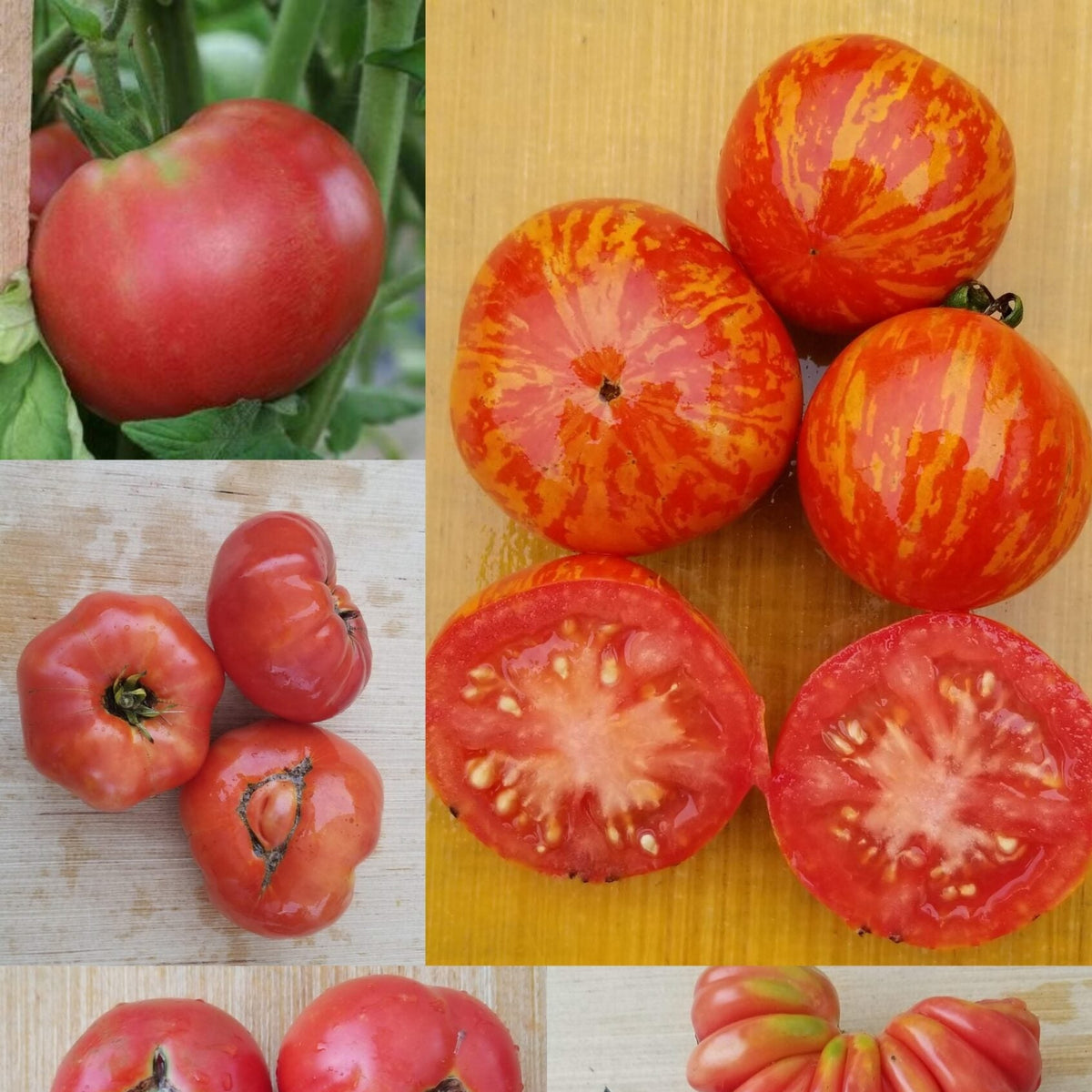 Tomate 'Red Mix' bio