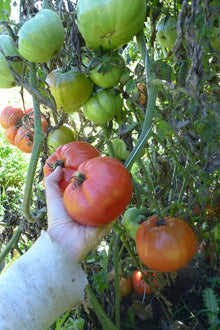 'Red Pear Abruzzese' Tomato