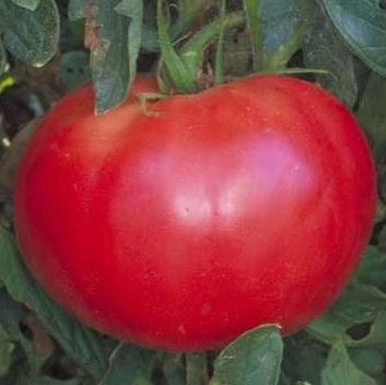 Organic 'Red Rose' Tomato