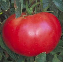 Organic 'Red Rose' Tomato