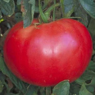 Organic 'Red Rose' Tomato Seeds by Gaia, product image prepared for Canadian gardeners.