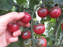 'Reinhard Kraft' Tomato