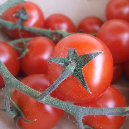 Organic 'Riesentraube' Tomato