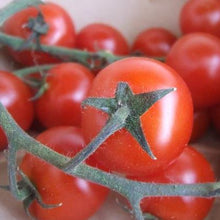 Organic 'Riesentraube' Tomato