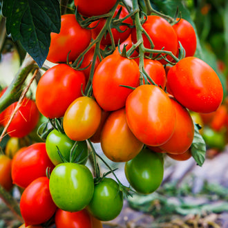 Une grappe de tomates ovales mêle des fruits rouges, orange et verts, suspendus à des tiges vertes ramifiées. Les fruits du premier plan sont lisses et brillants, avec des sommets pointus autour de leurs attaches. Une grande feuille sombre passe derrière une partie de la grappe. Le fond feuillu reste flou autour des fruits rapprochés au centre.