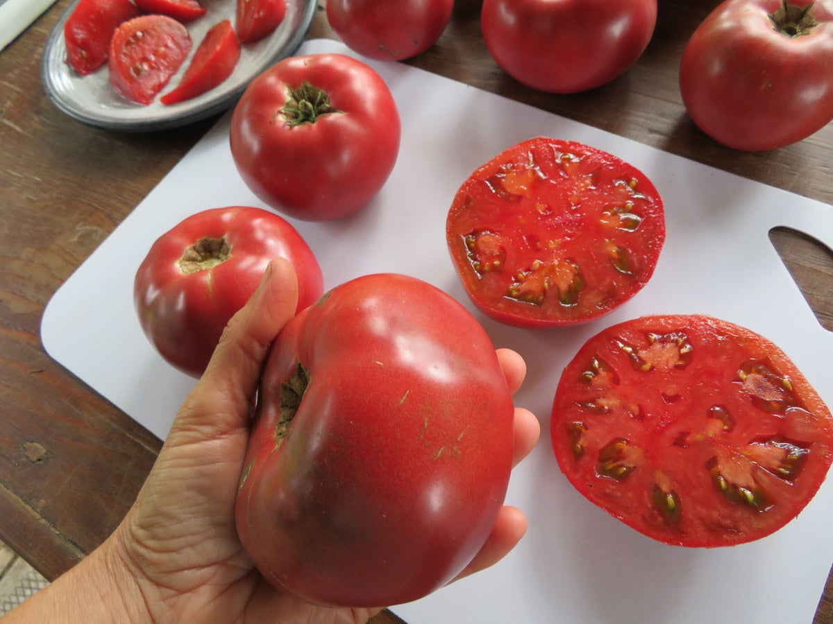Tomate 'Rosella Purple'