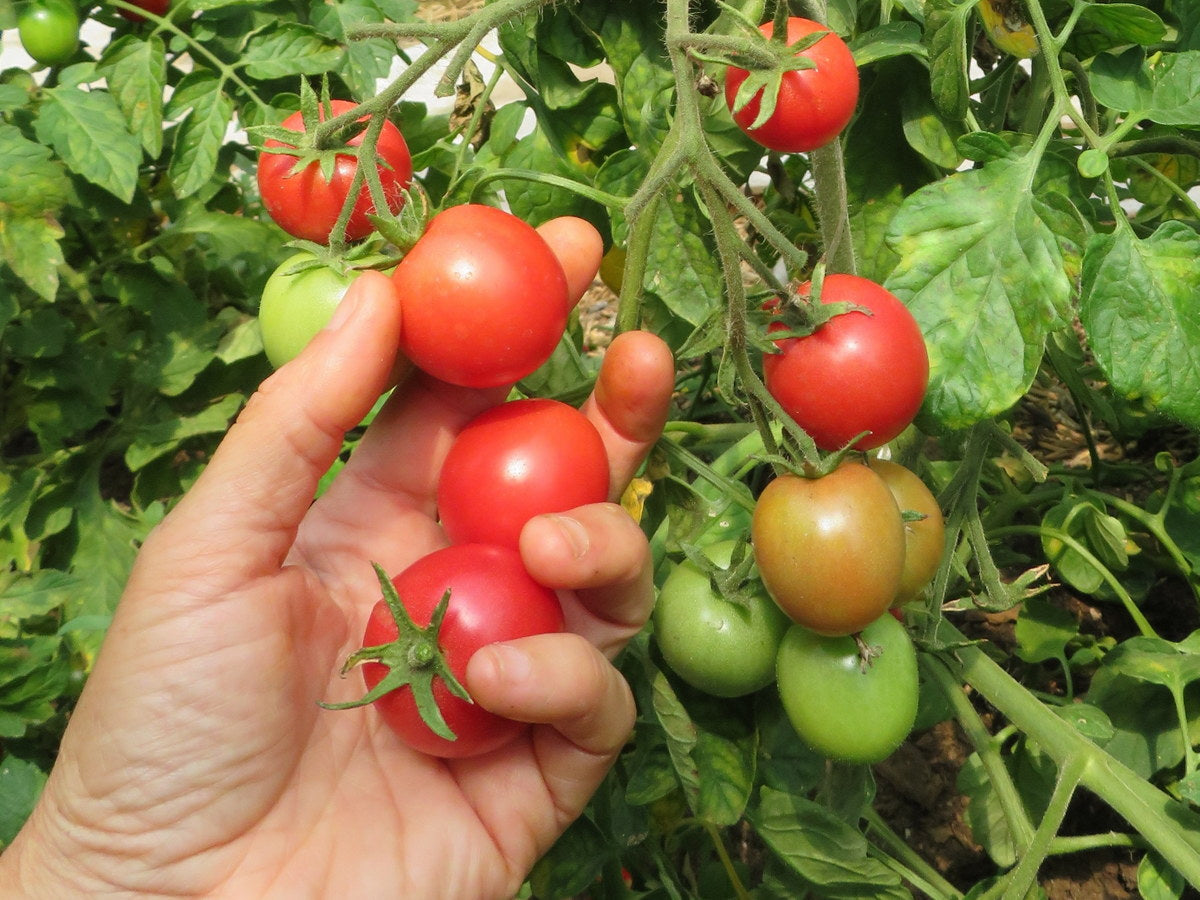 Tomate 'Rosita Brandywine Cherry'