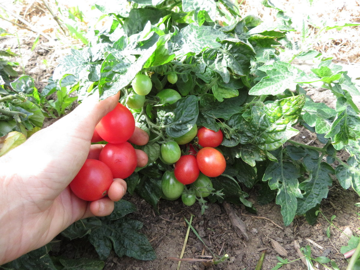 'Rosy Finch' Tomato