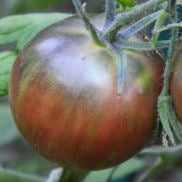 Organic 'Russian Cossack' Tomato