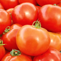 Tomate 'Rutgers' bio