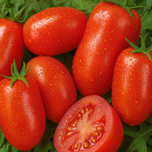 Tomate 'San Marzano' bio