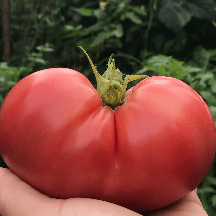 Organic 'Savignac' Tomato