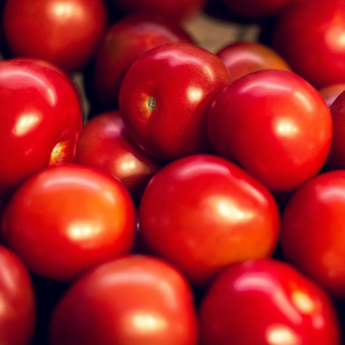 Photo de Tomate 'Siberia'. La couleur caractéristique est : rouge. Le visuel permet d'observer les contours, les teintes et la disposition des éléments présentés. Les détails de forme et les contrastes donnent un aperçu de l'apparence de cette plante ou de sa récolte. Cette photographie accompagne la variété nommée afin de l'identifier dans la sélection de semences.