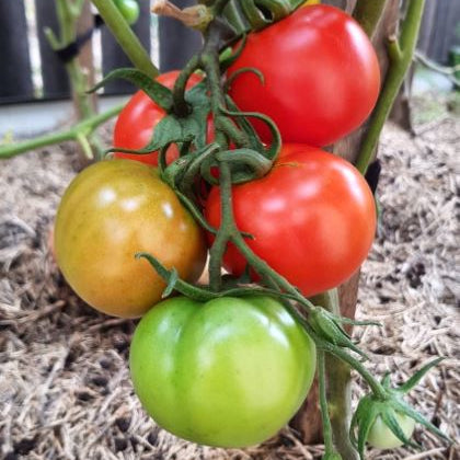 Organic 'Siberian' Tomato