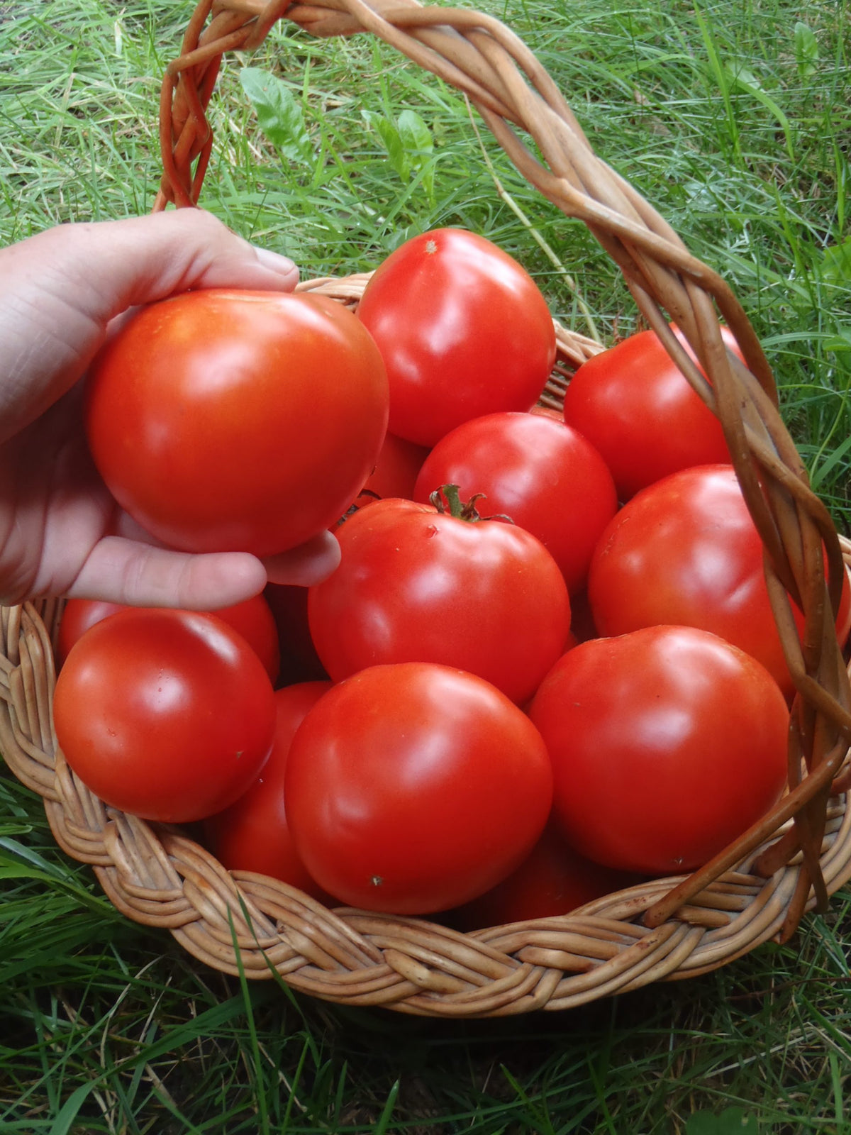 Tomate 'Sioux'