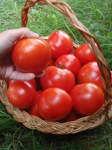 Tomate 'Sioux'