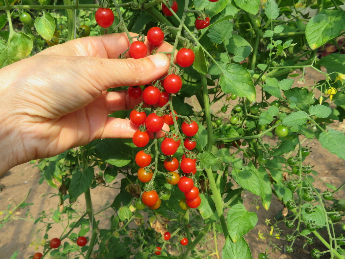'Spoon' Tomato