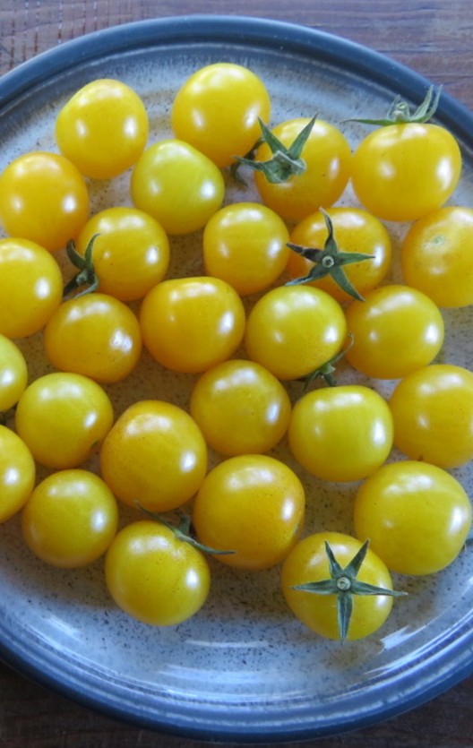 Tomate cerise 'Sun Baby' (Solanum lycopersicum)