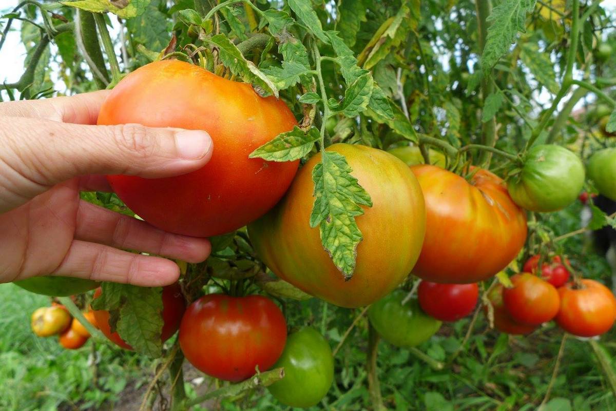 'Sunset's Red Horizon' Tomato