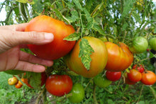 'Sunset's Red Horizon' Tomato