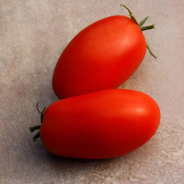 Photo de Tomate ‘Supremo’ F1. La couleur caractéristique est : rouge. Le visuel permet d’observer les contours, les teintes et la disposition des éléments présentés. Les détails de forme et les contrastes donnent un aperçu de l’apparence de cette plante ou de sa récolte. Cette photographie accompagne la variété nommée afin de l’identifier dans la sélection de semences.