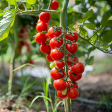 Tomato 'Sweetie'