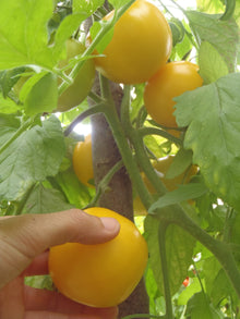 Tomate jaune 'Taxi'