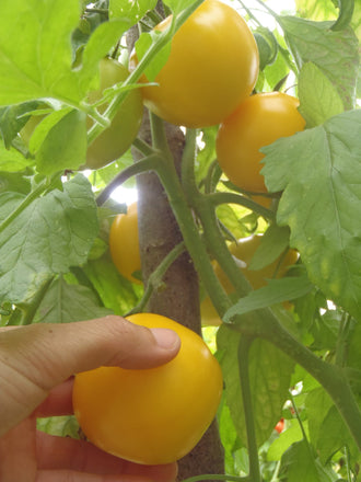 Tomate jaune 'Taxi'