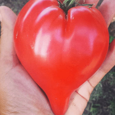 Tomate 'Teton De Venus' bio