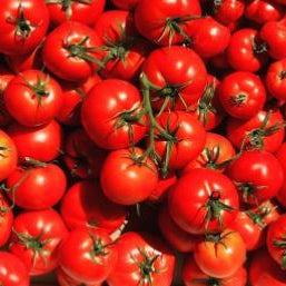 Organic 'Thessaloniki' Tomato