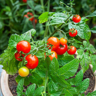 Des grappes de petites tomates rouges et orange se répartissent dans un plant vert très feuillu, présenté dans un pot clair. Quelques fruits verts et jaunes apparaissent entre les rouges. Les petites feuilles découpées se superposent autour des tiges ramifiées. Le bord du pot est visible au bas, avec de la terre brune derrière le feuillage du premier plan.