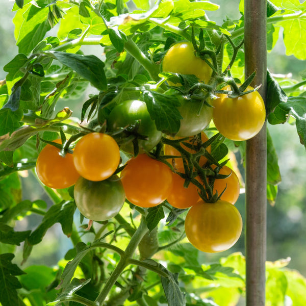 Yellow 'Tumbling Tom' Tomato