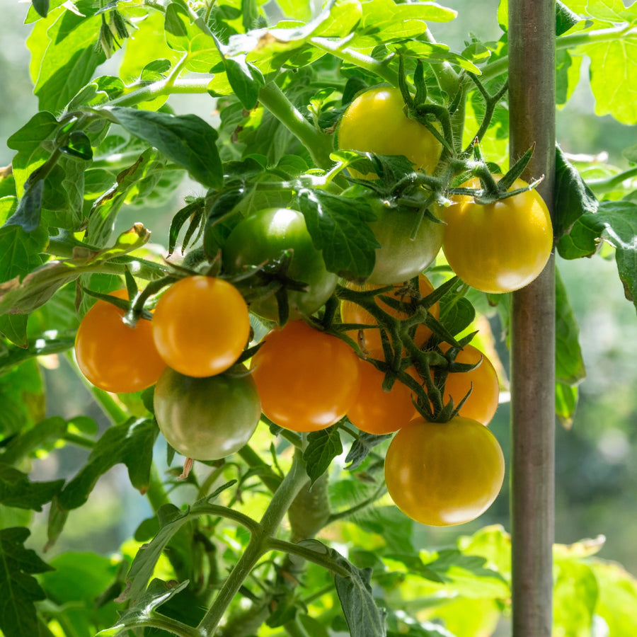Tomate 'Tombling Tom' Jaune