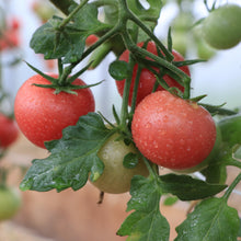 Tomate rose ‘Trucker’s Favorite’ bio (<em>Solanum lycopersicum</em> ‘Trucker’s Favorite’)