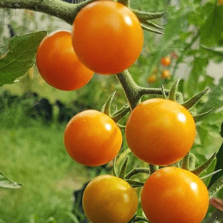 Organic 'Valencia' Tomato