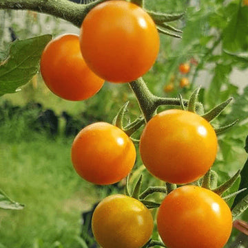 Organic 'Valencia' Tomato