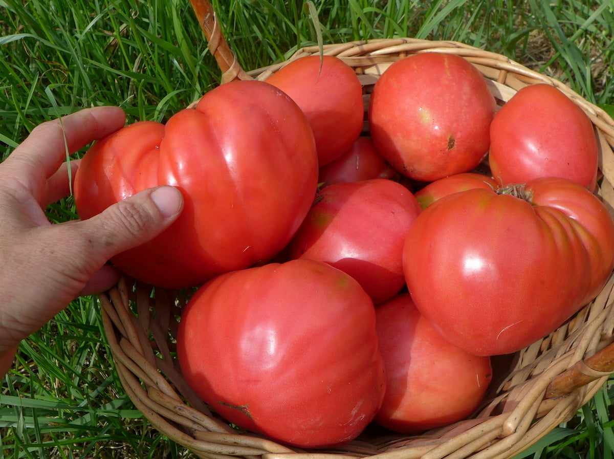 'Velmozha' Tomato