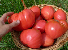 'Velmozha' Tomato