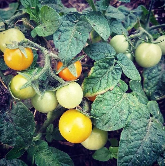 Organic 'Venus' Tomato