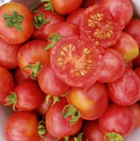 Tomate 'Vernissage Pink' bio