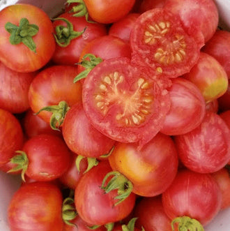 Organic 'Vernissage Pink' Tomato Seeds by Gaia, product image prepared for Canadian gardeners.