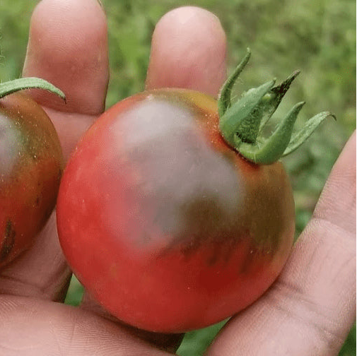 Tomate 'Vernissage Black' bio