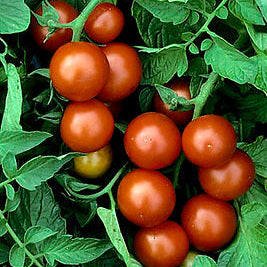 Sachet Gaia d’environ 25 graines biologiques de tomate cerise ‘Washington Cherry’ ( Solanum lycopersicum ), certifiées par Ecocert Canada. L’emballage identifie une variété patrimoniale à pollinisation libre développée par l’Université d’État de Washington, portant des fruits rouges charnus d’environ 30 g. Le lot GOGO702 permet de garder le bon sachet avec les semis.