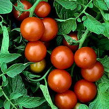 Tomate 'Washington Cherry' bio
