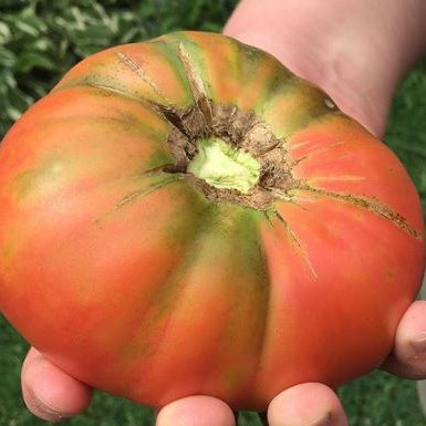Sachet Gaia d’environ 25 graines biologiques de tomate ‘Watermelon Beefsteak’ ( Solanum lycopersicum ), certifiées par Ecocert Canada. L’emballage identifie une variété patrimoniale centenaire à pollinisation libre, à croissance indéterminée, portant de gros fruits XL roses de 454 à 907 g. Le lot GO24002 permet de garder le bon sachet avec les semis.