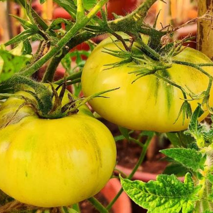 Sachet Gaia d’environ 25 graines de tomate ‘White Beauty’ ( Solanum lycopersicum ), produites écologiquement. L’emballage identifie une variété patrimoniale à pollinisation libre des années 1920, à croissance indéterminée, portant de gros fruits XL blanc crème de 150 à 200 g. Le lot GO-0000711 permet de garder le bon sachet avec les semis.