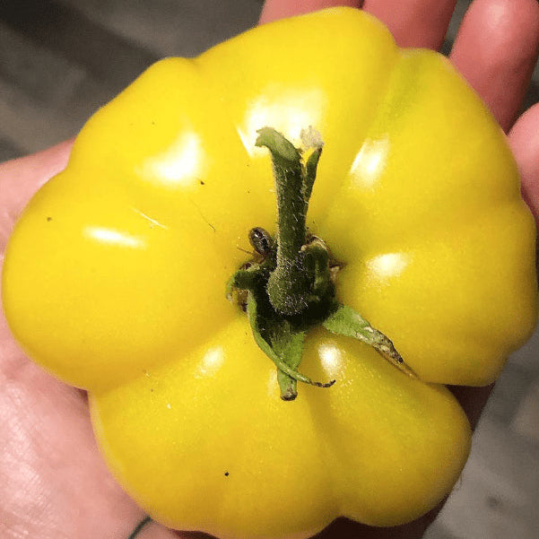 Tomate 'White Queen' bio