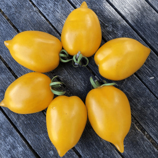 Organic 'Wonderlight' Tomato